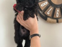 Tüy Derdi Olmayan Nadir Irk Maltipoo Yavrular