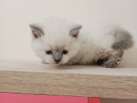 Mükemmel British Shorthair Bebekler