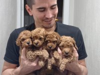 Toy poodle yavrularımız ömürlük ailelerini bekliyor