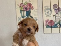 Maltipoo küçük boy