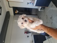 Lekesiz Maltese Terrier Minnak Köpeklerim
