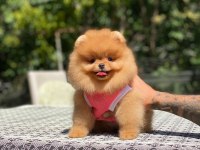 Show Kalite Dişi Orange Pomeranian