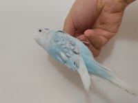 Jumbo kırığı dişi muhabbet kuşu