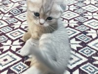 Scottish Fold 24 Nisan Doğumlu 2 Aylık Kediler