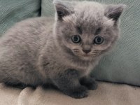 Safkan British Shorthair Yavrularım Yeni Yuvalarını Bekliyor