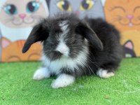 Hollanda teddy lop tavşan