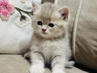 Yavru Kedimize Yuva Arıyoruz