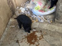 Solid Black Alman Kurdu Sahibinden