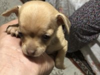 Yavru Şivava Sağlıklı Köpekler