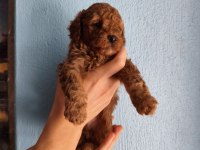 Toy Poodle Köpeğimiz
