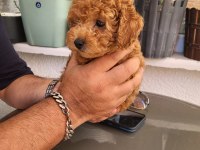 Gerçek rus tea cup poodle