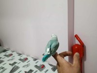 İnsan Canlısı Yavru Sevda Papağanı