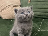 1 Aylık Scottish Straight Ve Scottish Fold Lilac