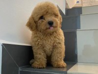 Maltipoo yavru