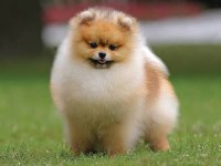 Orjinal pomeranian boo