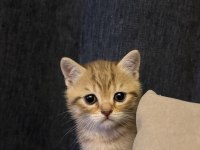 3 aylık birbirinden güzel british yavrular