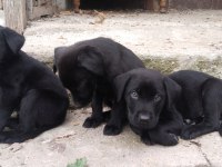 60 günlük teslime hazır labrador yavrular