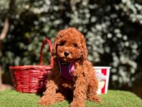 Safkan Toy Poodle Köpeği