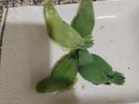 El Besleme Bebek Forpus