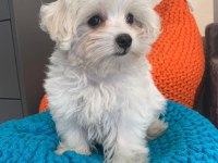 Dünya Tatlısı Terrier Yavruları