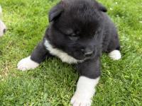 Orjinal Safkan A Kalite Amerikan Akita Yavruları