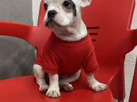 French bulldog bebekler teslime hazır