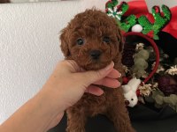 Korenin babası poodle