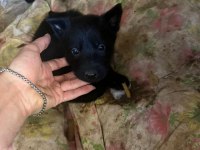 Solid black alman kurdu sahibinden