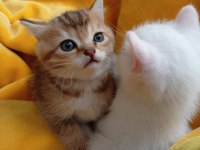 2 Aylık Yavru British - Van Kedisi Melezi