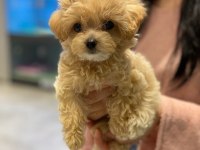 Sevimli maltipoo yavruları