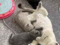 Scottish Ve British Kedimiz