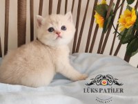 Altın Parlaklığında Golden British Shorthair