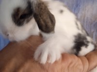 Hollanda teddy lop tavşanı yavrular