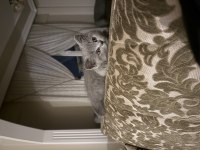 3 Aylık Dişi Tüm Ekipmanla Birlikte British Shorthair