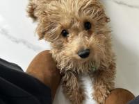 6 aylık yavru maltipoo köpeğimi sahiplendiriyorum