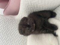 45 Günlük Bebek Kediler