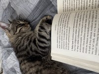 Ücretsiz Sahiplendirme Tekir Kedimiz