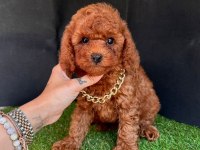 Safkan Toy Poodle Yavrularımız