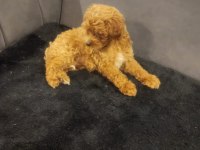 Köpek Poodle