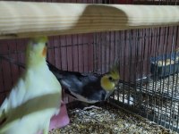 Eş Sultan Papağanları