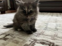 British Longhair Çikolata