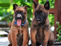 Belçika malinois cinsi yavrularımız