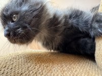 Safkan Black Smoke Blue Smoke Red Solid Maine Coon Bebekler