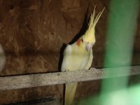 Çift Lutino Sultan Papağanı