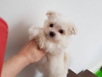Mini Boy Maltese Terrier Yavrularımız