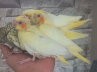 Sultan papağanı yavrusu