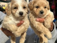 A Kalite Maltipoo Yavruları