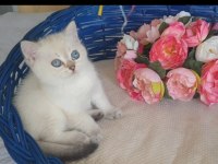 55 Gunluk Dişi Golden Point British Shorthair