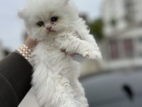 Saf Golden Ny11 & Silver Ns11 Scottish Fold