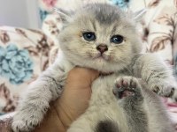 Silver cream british shorthair